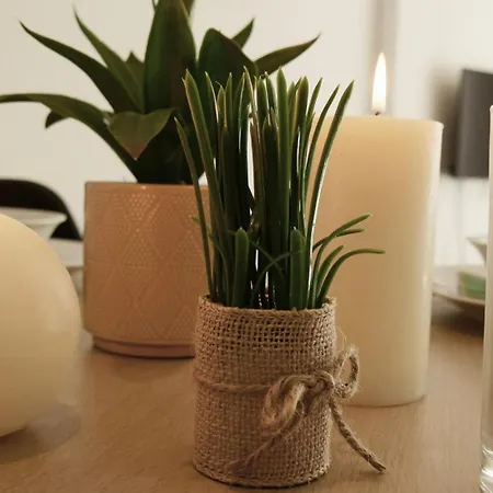 Daire Capstay Avec Grande Terrasse Proche Aeroport Bastia - - Centre