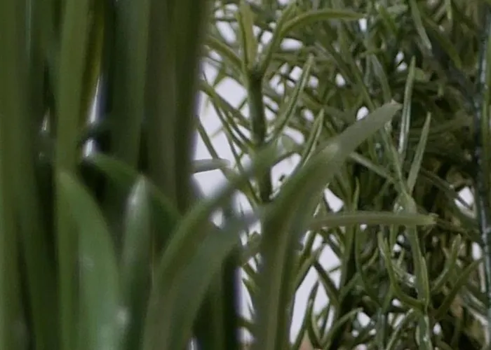 Capstay Avec Grande Terrasse Proche Aeroport Bastia - - Centre Daire